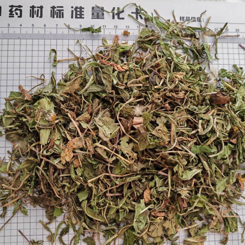 蒲公英公英泡泡丁新货
