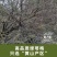 特级新货绿萼梅白梅花中药材绿梅花天然泡水泡茶疏肝解郁搭玫瑰花