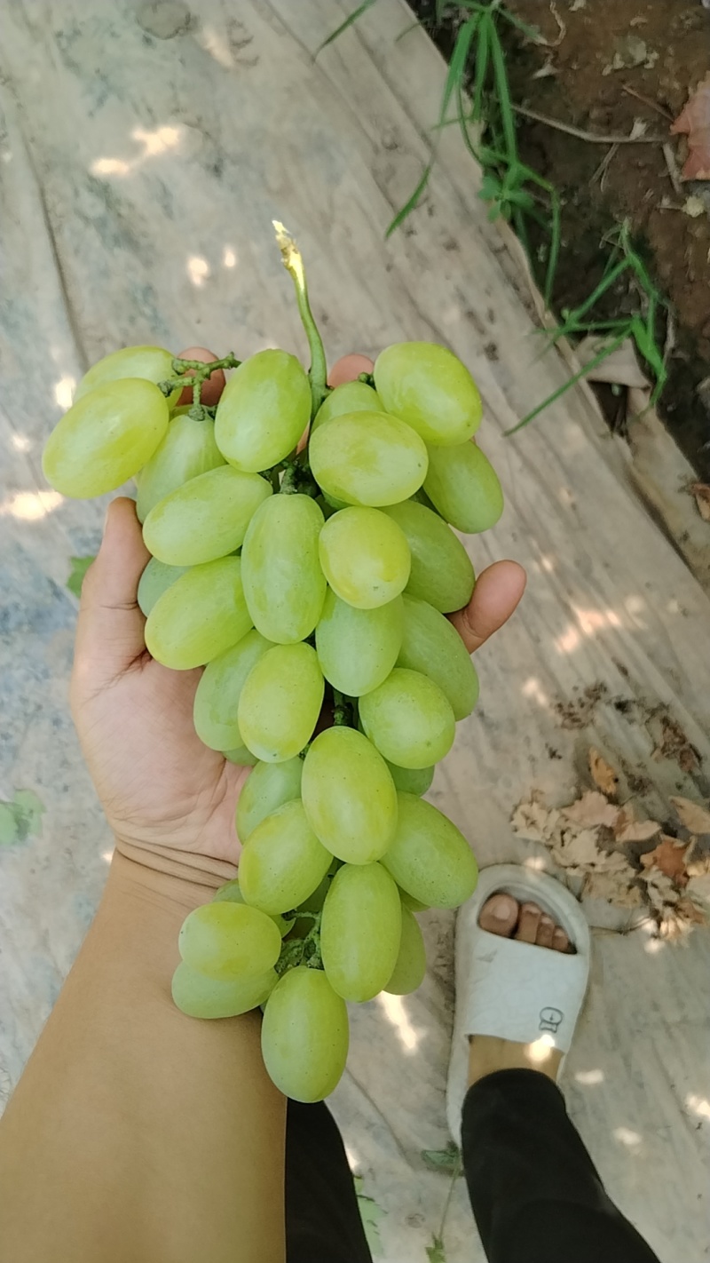维多利亚青提，精品货