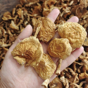 东北特产滑子蘑大片精品无根干货山珍口感滑嫩