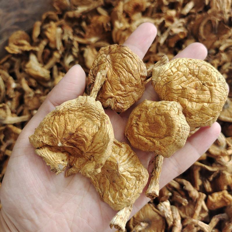 东北特产滑子蘑大片精品无根干货山珍口感滑嫩
