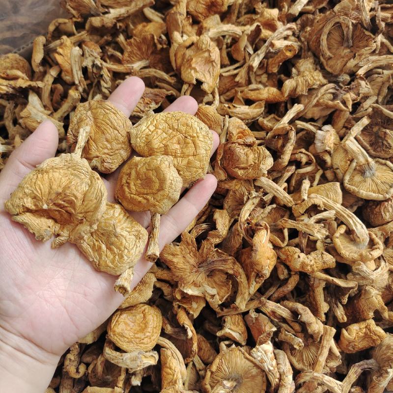 东北特产滑子蘑大片精品无根干货山珍口感滑嫩