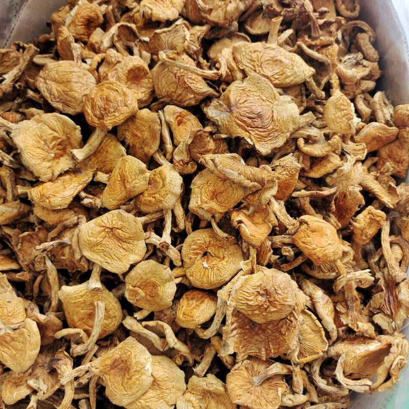 东北特产滑子蘑大片精品无根干货山珍口感滑嫩