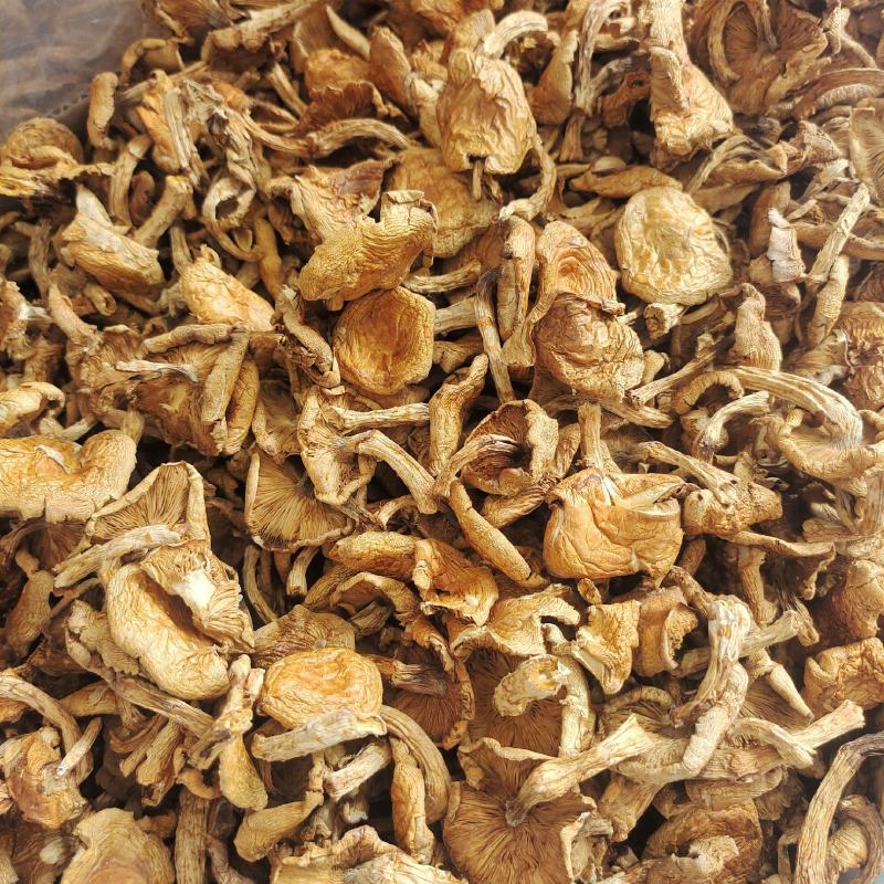 东北特产滑子蘑大片精品无根干货山珍口感滑嫩