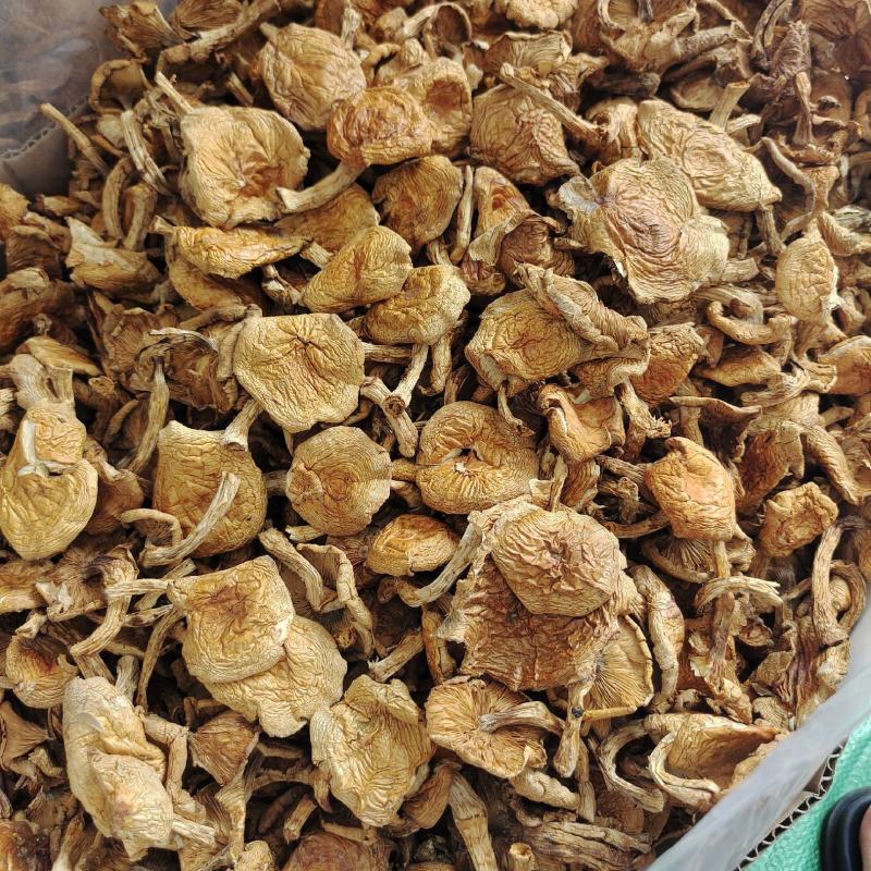 东北特产滑子蘑大片精品无根干货山珍口感滑嫩