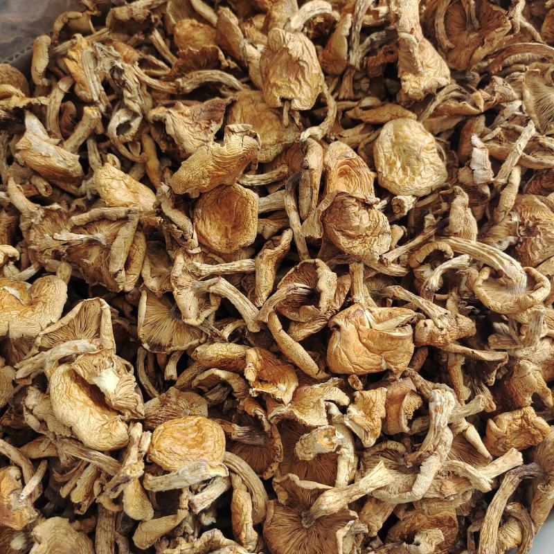 东北特产滑子蘑大片精品无根干货山珍口感滑嫩