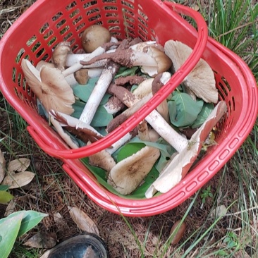 野生鸡枞菌