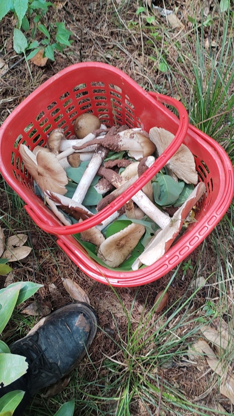 野生鸡枞菌