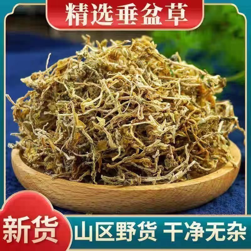 垂盆草中药材正品药用中药泡水喝精选干净无杂垂盆草