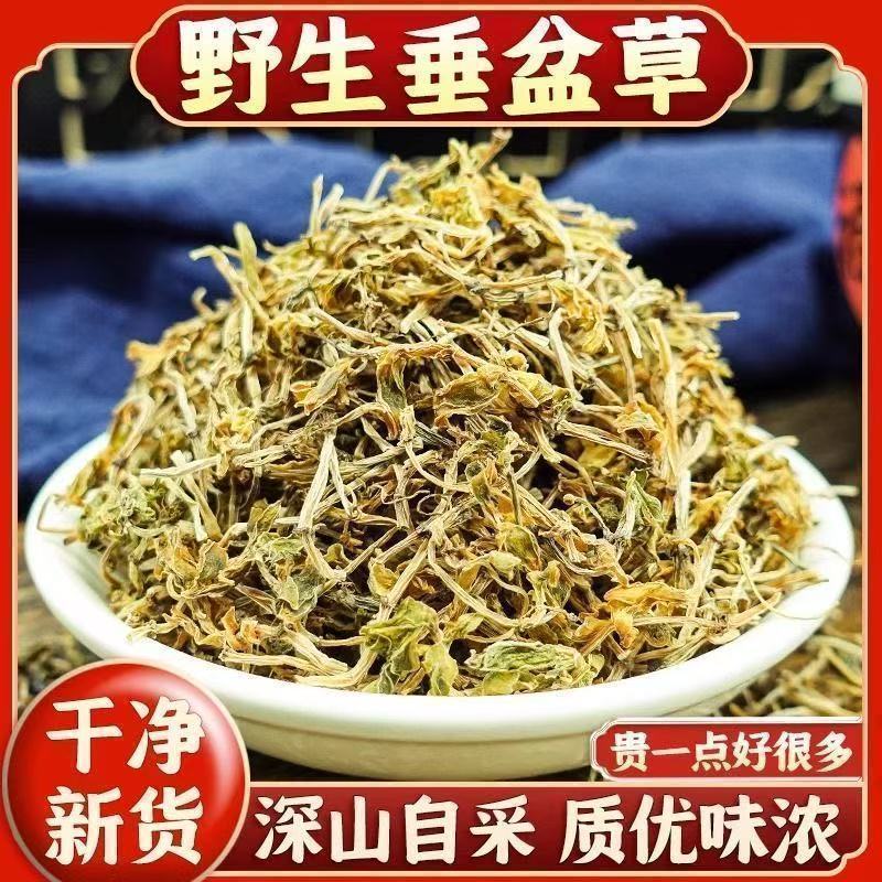 垂盆草中药材正品药用中药泡水喝精选干净无杂垂盆草