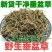 垂盆草中药材正品药用中药泡水喝精选干净无杂垂盆草