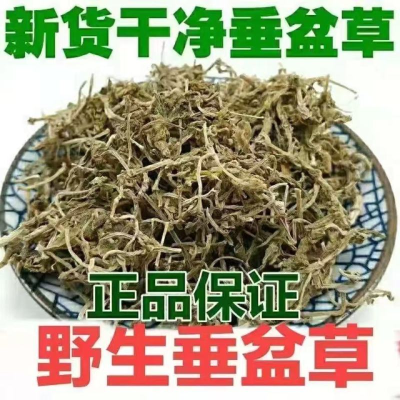 垂盆草中药材正品药用中药泡水喝精选干净无杂垂盆草
