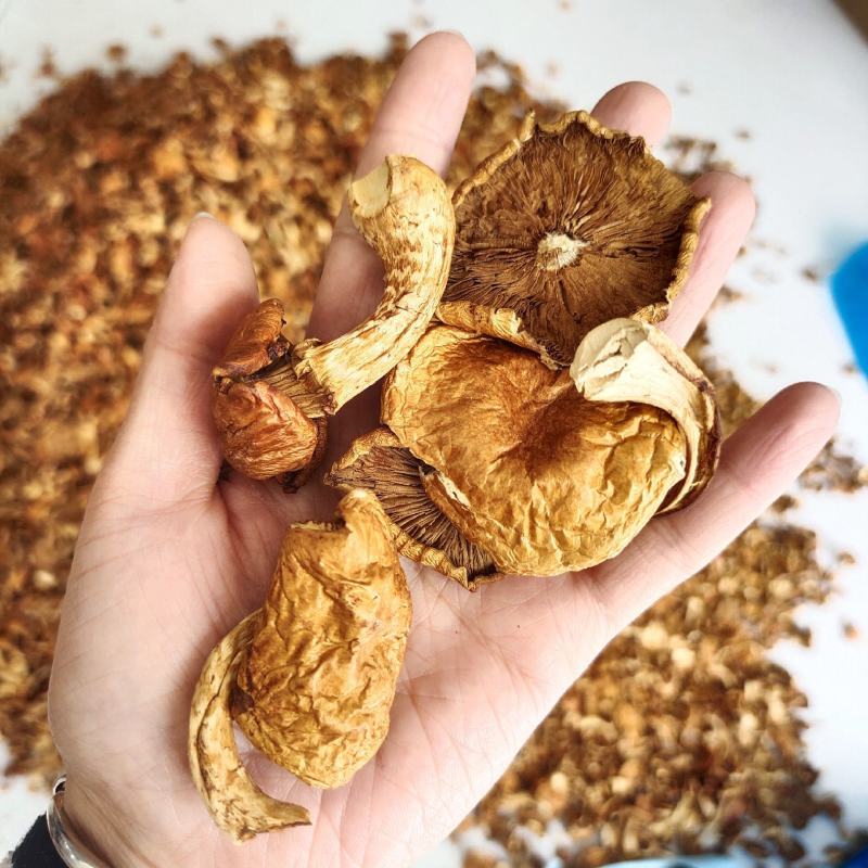 东北特产精品无根滑子蘑中片干货口感滑嫩包邮