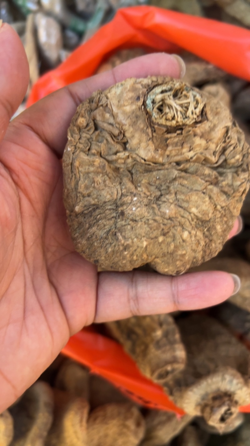 林下昭通天麻乌天麻产地直销，一手货源，全国包邮