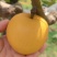 夏至蜜梨、新玉蜜梨