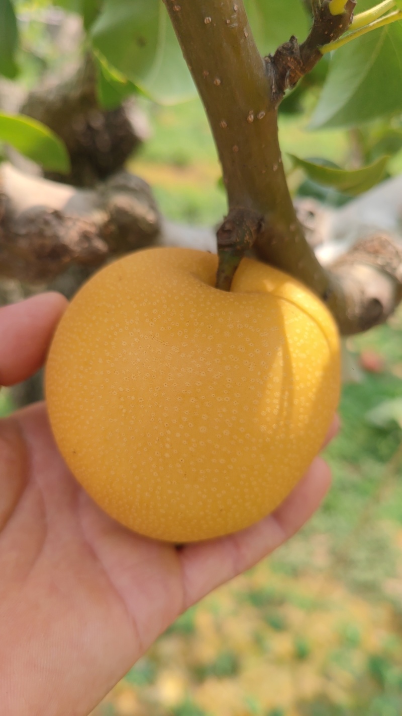 夏至蜜梨、新玉蜜梨