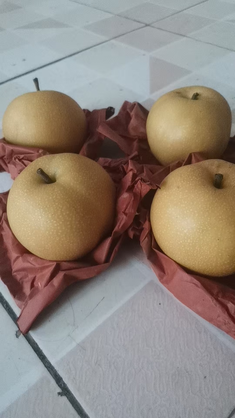夏至蜜梨、新玉蜜梨