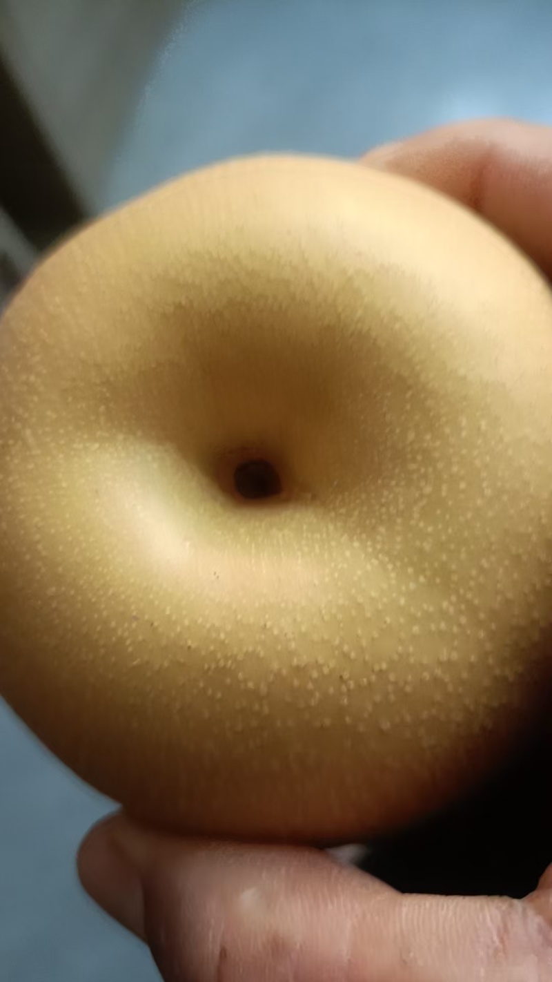 夏至蜜梨、新玉蜜梨