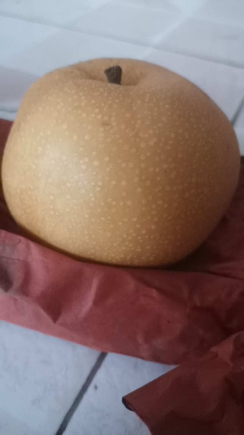 夏至蜜梨、新玉蜜梨