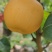 夏至蜜梨、新玉蜜梨