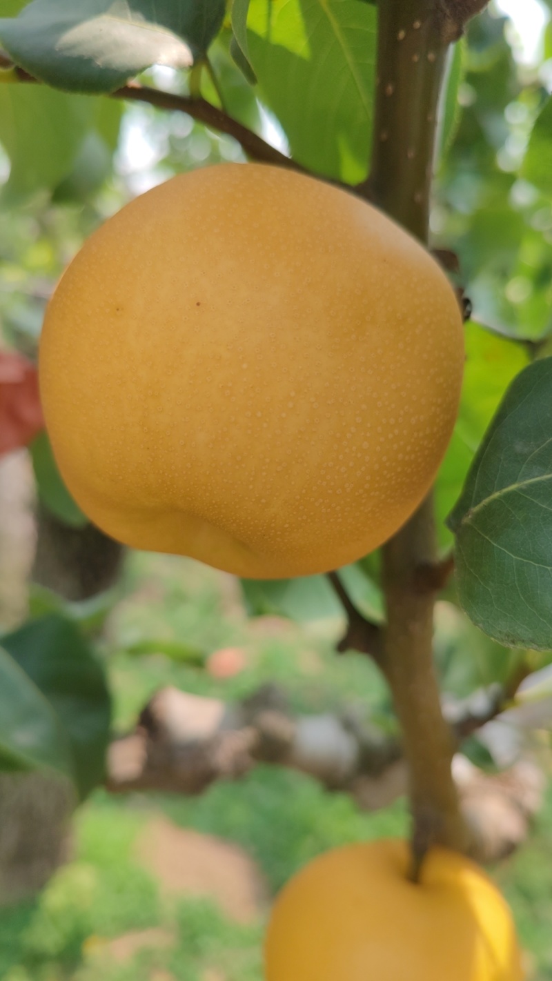 夏至蜜梨、新玉蜜梨