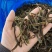 东北架豆王碎豆角干绿色优质铁锅炖专用包邮