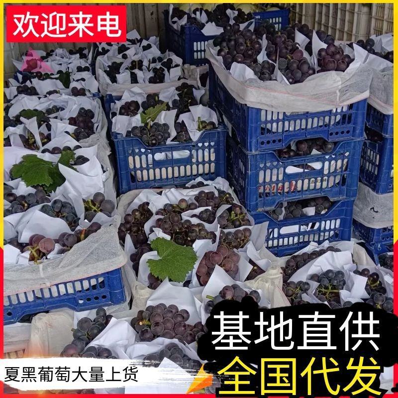 【夏邑夏黑葡萄】大量上市/现摘现发/批发~商超/欢迎来电