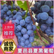 《夏黑葡萄》商丘夏邑葡萄/现货随装/果粒大串型好全国发货