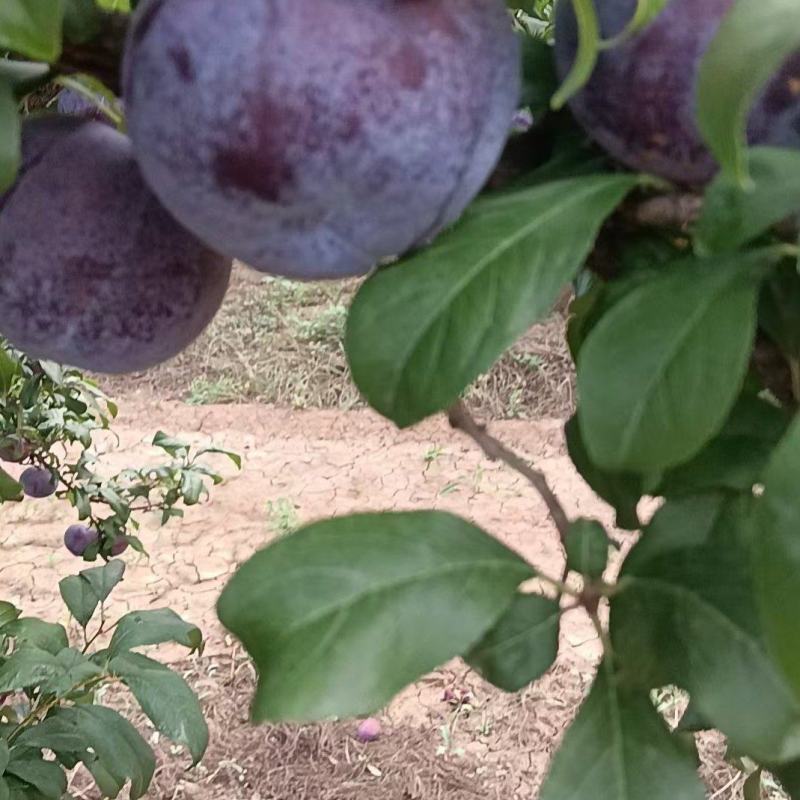 黑总统李子