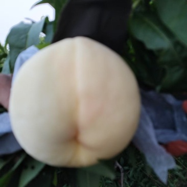 桃5