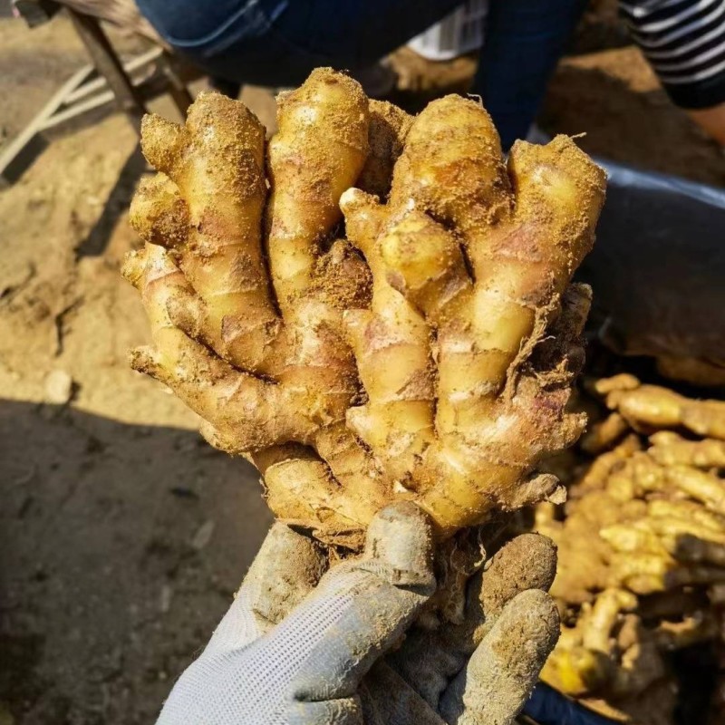 山东窖存老姜，泥姜，风干姜，水洗姜巴电商一件代发