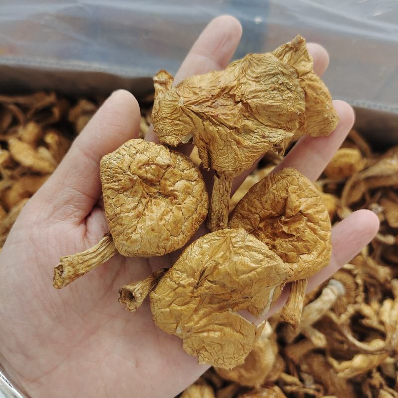 东北特产滑子蘑大片非野生非特级口感鲜嫩包邮