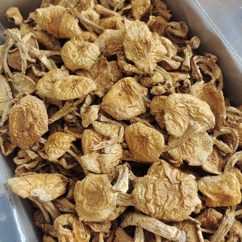 东北特产滑子蘑大片非野生非特级口感鲜嫩包邮