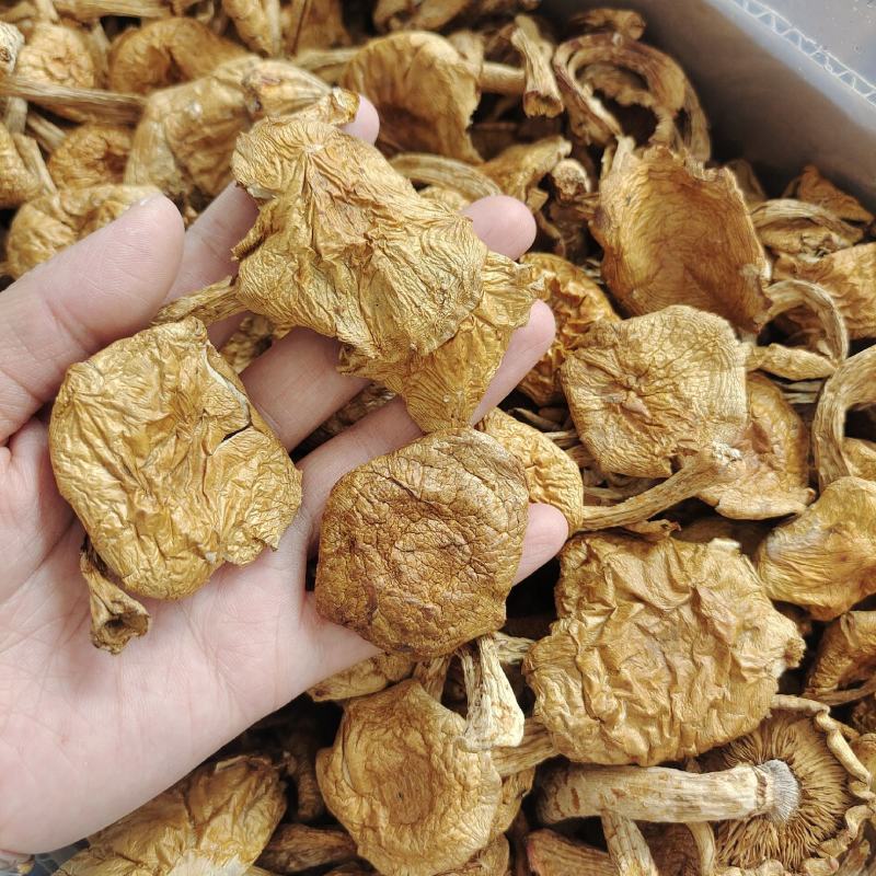 东北特产滑子蘑大片非野生非特级口感鲜嫩包邮