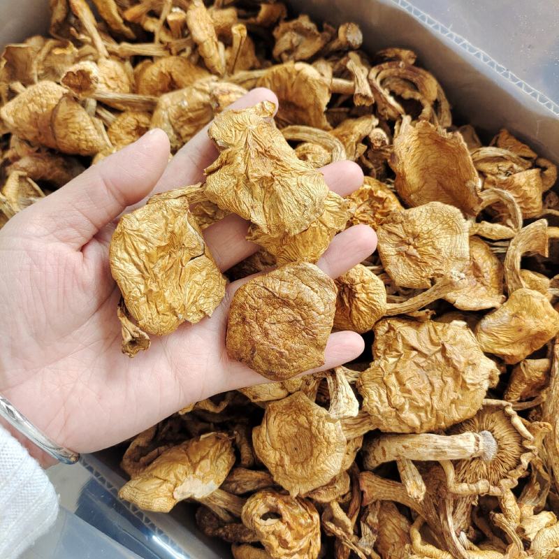 东北特产滑子蘑大片非野生非特级口感鲜嫩包邮