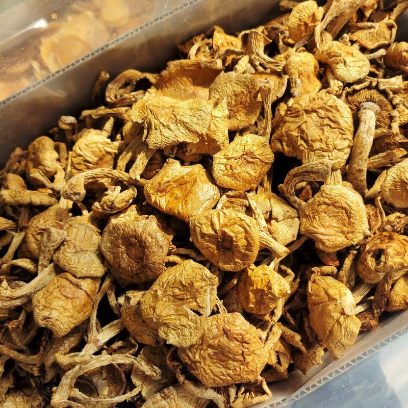 东北特产滑子蘑大片非野生非特级口感鲜嫩包邮