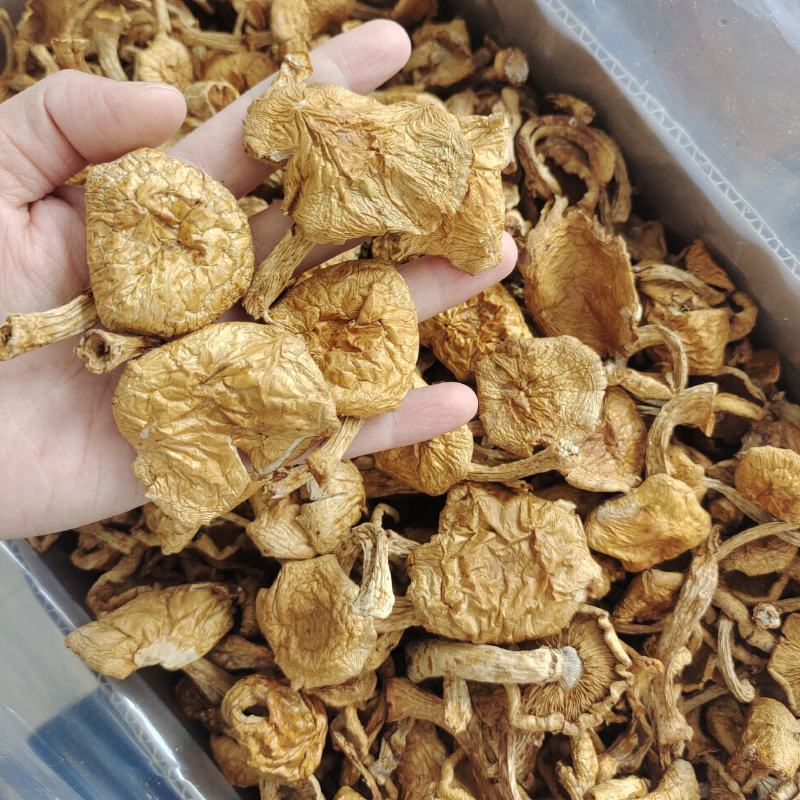 东北特产滑子蘑大片非野生非特级口感鲜嫩包邮