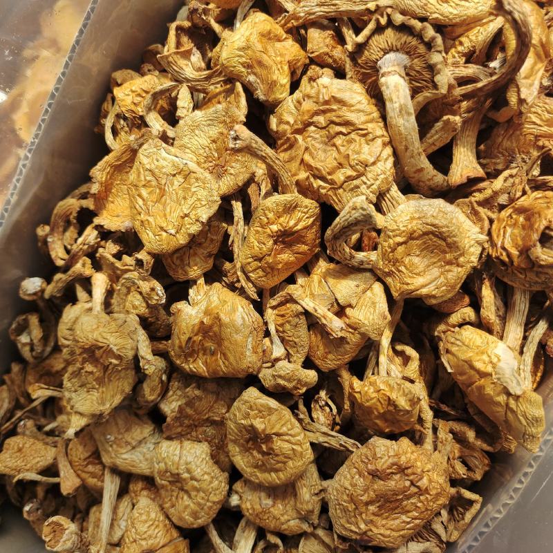 东北特产滑子蘑大片非野生非特级口感鲜嫩包邮