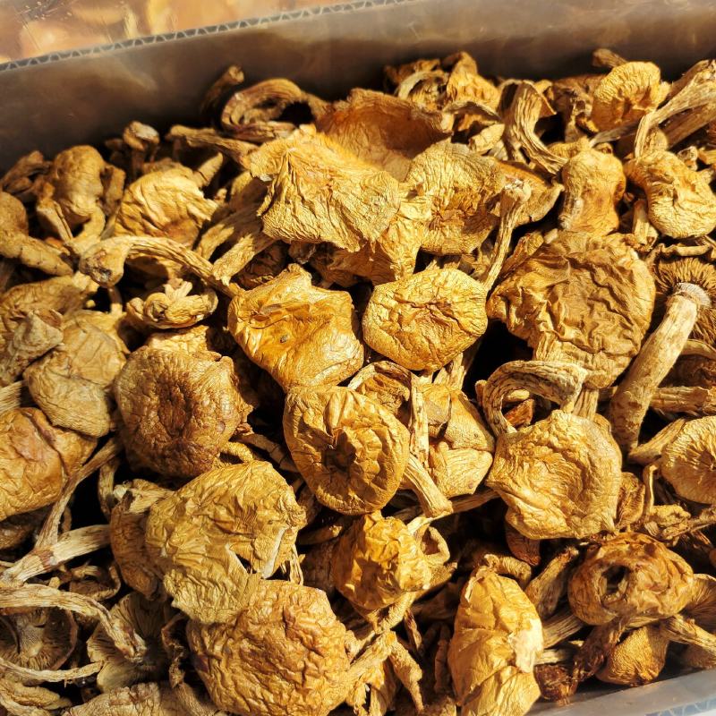 东北特产滑子蘑大片非野生非特级口感鲜嫩包邮