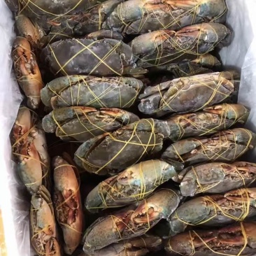 原装进口冷冻青蟹，统货规格齐全