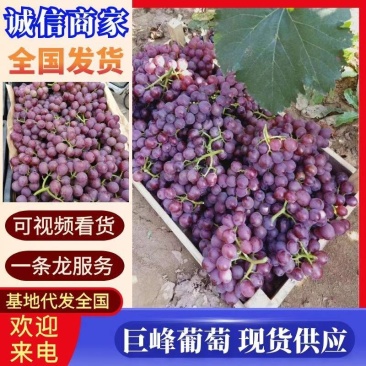 【精选】巨峰葡萄&商丘葡萄/现摘现发/价格便宜/全国代发