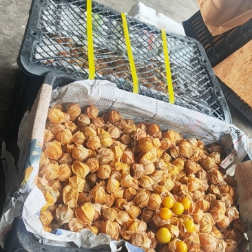 东北姑果