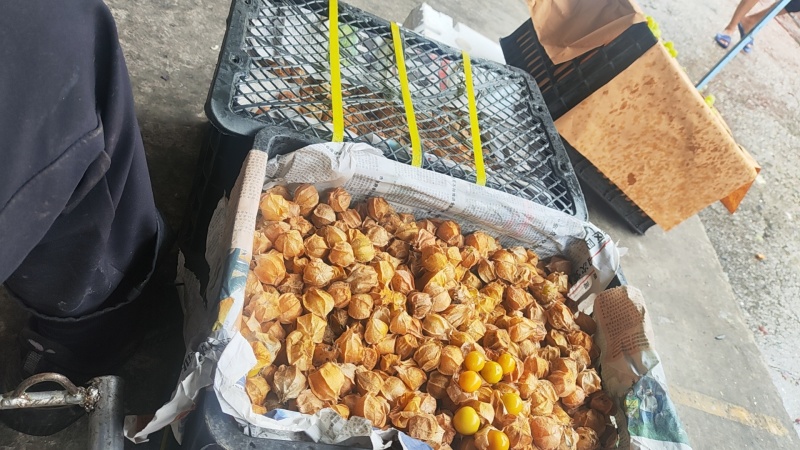 东北姑果