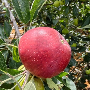 云南昭通苹果🍎