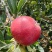云南昭通苹果🍎