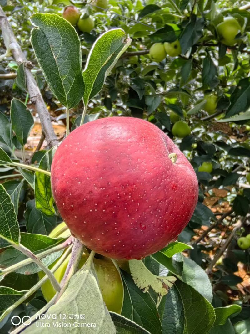 云南昭通苹果🍎