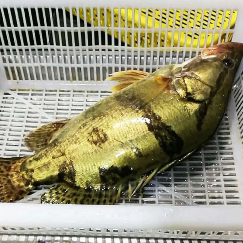 鳜鱼成鱼