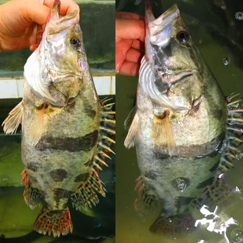 鳜鱼成鱼