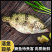 鳜鱼成鱼
