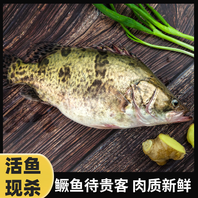 鳜鱼成鱼
